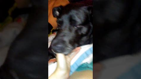 dog sucking cock|Our dog obsessively fellates himself. (seriously) : r/AskVet